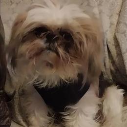 Obi - Shih Tzu