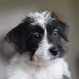 Edy Girl 3 - White and black female Russell Terrier puppy in Middletown, Virginia from DBF Russell Terriers