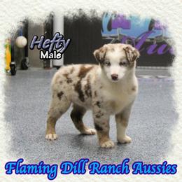 Hefty - Red merle male Miniature Australian Shepherd puppy in Forestburg, Texas from Flaming Dill Ranch Aussies