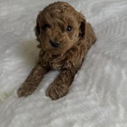 Banana - Red female Maltipoo puppy in San Diego, California from Maltipoos SD