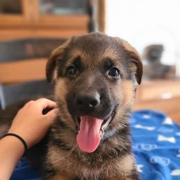 Blue, Male - German Shepherd puppy from Jessica's German Shepherds