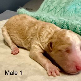 Donald - Brown and white male Aussiedoodle puppy in Tulsa, Oklahoma from Vali Girl Aussiedoodles