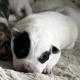 Boy 1 - Blue male Australian Cattle Dog puppy in Irvington, Kentucky from Dry Valley’s Australian Cattle Dogs