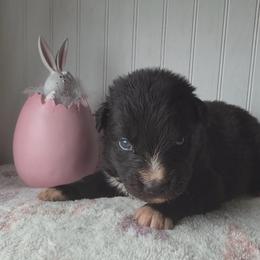 Cottontail - Black & white male Australian Shepherd puppy in Windsor, New York from Double B Aussies