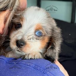 Mr. Red-3800 - Dapple male Dachshund puppy in Sparr, Florida from From the Heart Doxies