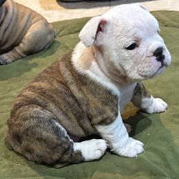 Fuschia Rose - Red brindle and white female Bulldog puppy in Harrisburg, Pennsylvania from KnockDown Bulldogs