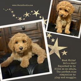 Goldendoodle Puppies from iWantaDoodle