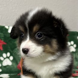 Frito - Black and tan male American Corgi puppy in Hico, Texas from Chisholm Trail Kennels