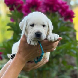 Brie - Yellow female Labrador Retriever puppy in Cave Junction, Oregon from Serenity Labradors