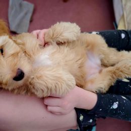 Aussiedoodle and Bernedoodle Puppies from Color Country Doodles