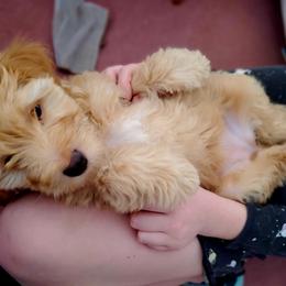 Aussiedoodle and Bernedoodle Puppies from Color Country Doodles