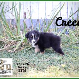 Creed - Black tri male Miniature Australian Shepherd puppy in Madisonville, Texas from Flying LL Aussies