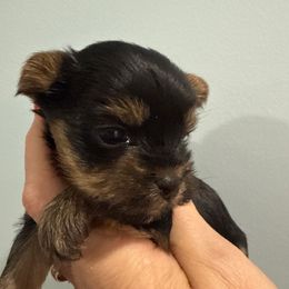Gage - Black and gold male Yorkshire Terrier puppy in Independence, Kentucky from 4paws4ever by Design