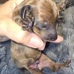 Boy 1 - Dapple male Dachshund puppy in Barre, Massachusetts from Central Mass Dachshunds