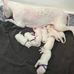 Dogo Argentino Puppies from Fates Legacy Kennels