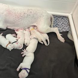 Dogo Argentino Puppies from Fates Legacy Kennels
