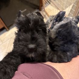 Bouvier des Flandres Puppies from Ambassador BOUVIER