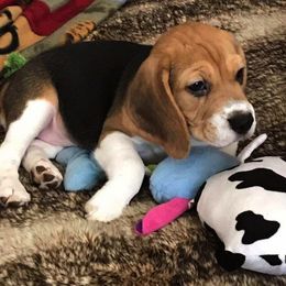 Beagle Puppies from Lokavi Beagles