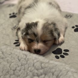 Australian Shepherd Puppies from Mezzo Australian Shepherds