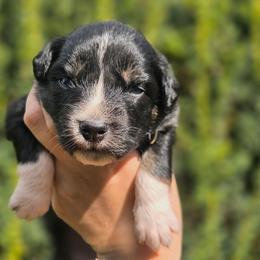 Vesper - Black tri-color female Australian Shepherd puppy in Salem, Oregon from Steady Aim Aussies