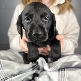 Meredith - Black female Labrador Retriever puppy in Great Falls, Montana from Yogo Point Kennels