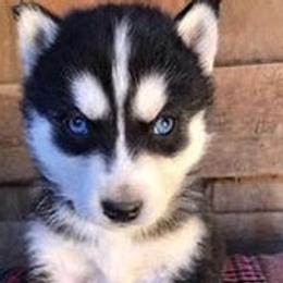 Siberian Huskies from Peterson Puppies