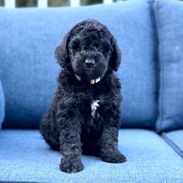 Porter - Phantom male Goldendoodle puppy in Rainier, Oregon from Beaver Springs Puppies