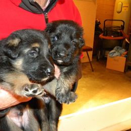 German Shepherd Puppies from VonDinehart Shepherds