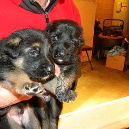 German Shepherd Puppies from VonDinehart Shepherds