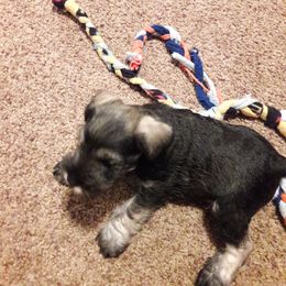 Miniature Schnauzer Puppies from Starbound Miniture Schnauzer's