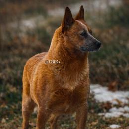 Tequila - Australian Cattle Dog