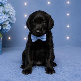 Wesson - Black male Labradoodle puppy in Washington, Pennsylvania from Patriotic Poodles