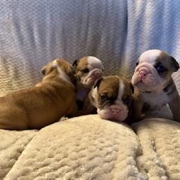 Monty - Fawn and white male Bulldog puppy in Bradleyville, Missouri from HurstBulldogs