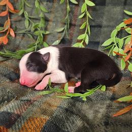 Oregano - Black and white male Border Collie puppy in Dewey, Arizona from Fásach Stockdogs