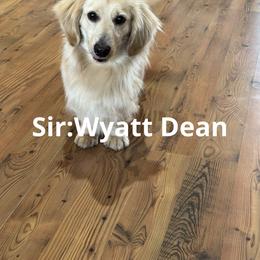 Wyatt Dean - Dachshund