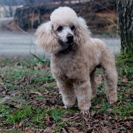 Eddie - Poodle