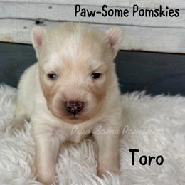 Toro - White female Pomsky puppy in Krum, Texas from Paw-Some Pomskies
