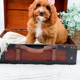 Raleigh - Red female Cavapoo puppy in North Carolina from NC Doodle Puppies