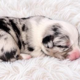 Kit - Blue merle and white female Cardigan Welsh Corgi puppy in Kerens, West Virginia from Leather & Lace