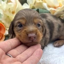 Grahm - Dapple male Dachshund puppy in Exeter, California from Sawtooth Miniature Dachshunds