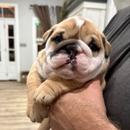 Dewey - Fawn and white male Bulldog puppy in Geraldine, Alabama from Rathbone Bulldogs