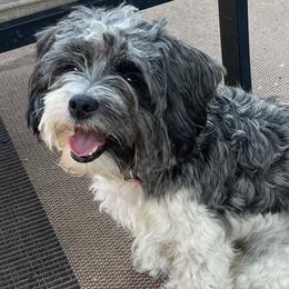 Mollie - Shorkie