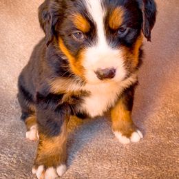 Bernedoodle, Bernese Mountain Dog, and Siberian Husky Puppies from Timberline Paws