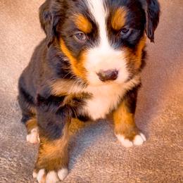 Bernedoodle, Bernese Mountain Dog, and Siberian Husky Puppies from Timberline Paws