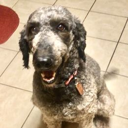 Mr. Peanutbutter  - Poodle