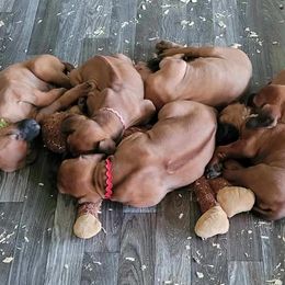 Rhodesian Ridgeback Puppies from Sky Ridge
