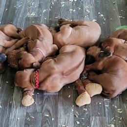 Rhodesian Ridgeback Puppies from Sky Ridge
