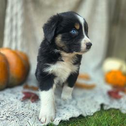 Casper - Black tri-color male Australian Shepherd puppy in Salem, Oregon from Steady Aim Aussies