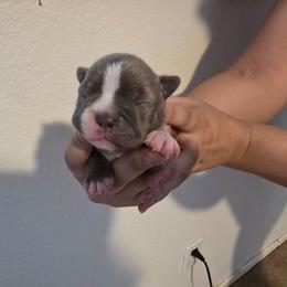 Green - Lilac male Boston Terrier puppy in Red Rock, Arizona from Aronow Pups