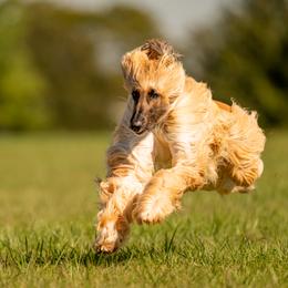 Afghan Hounds from Unseelie Hounds